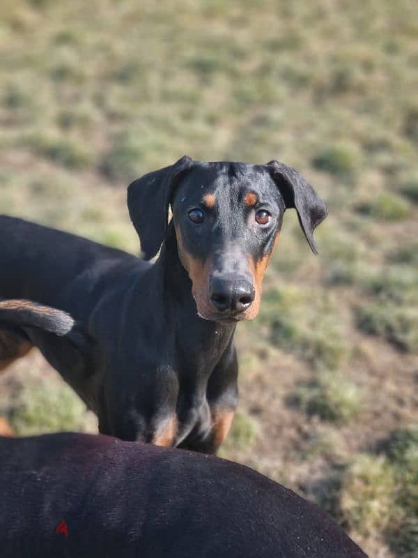 doberman دوبرمان 0