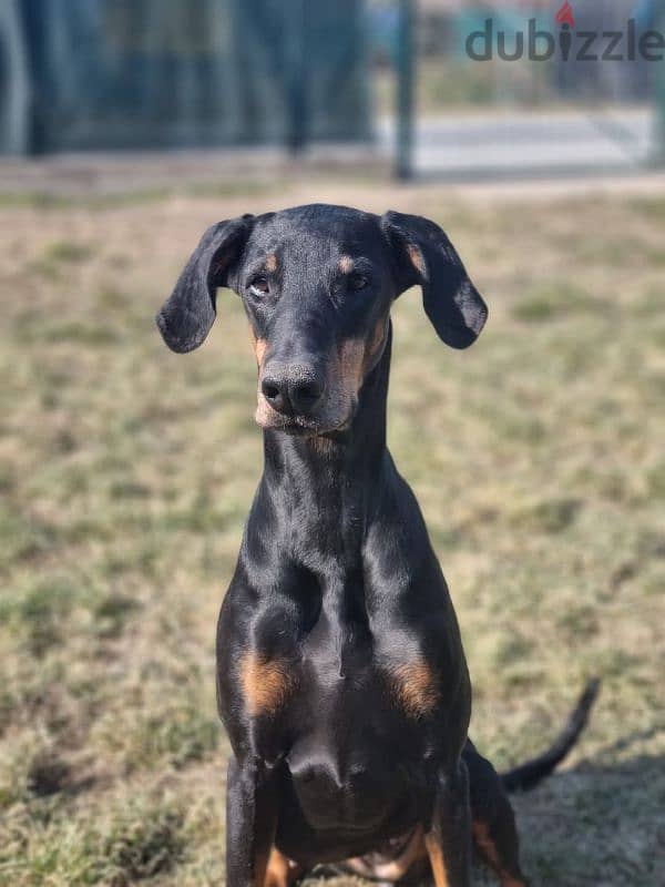 doberman دوبرمان 1