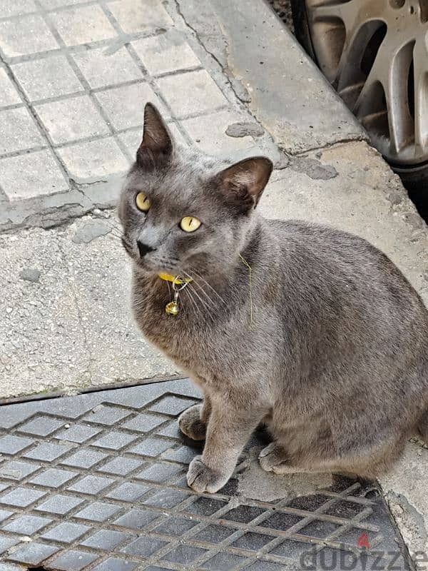 male cat 1