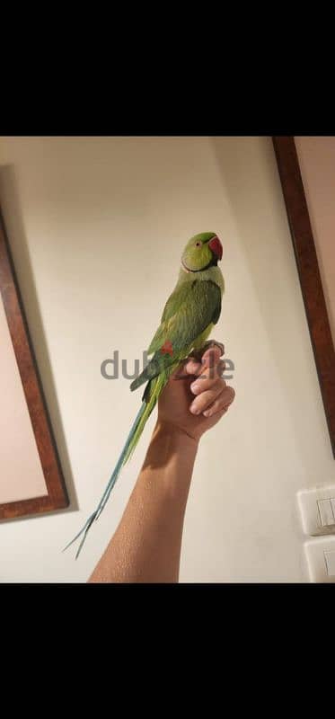 Friendly Tamed Ringneck Parrot ببغاء درة اليف 0