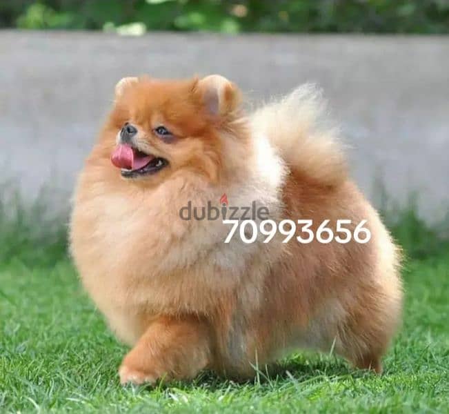 pomeranian Male and female teacup toy face 70993656 1