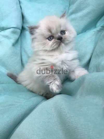 himalayan bluepoint  kitten delivery