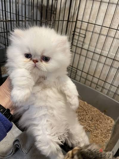 White Persian blue eyes delivery available