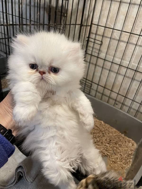 White Persian blue eyes delivery available 0