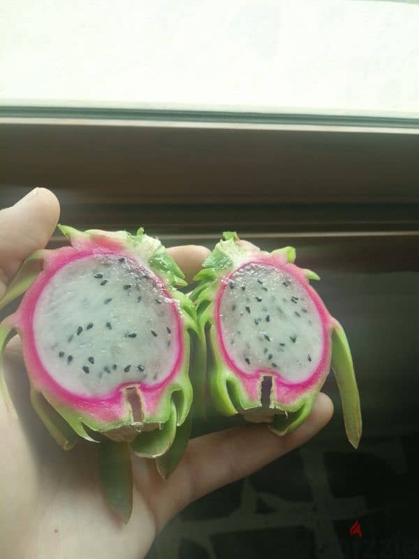 dragon fruit plant 3