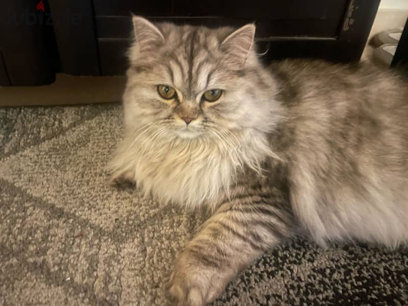 Himalayan tiger cat 0