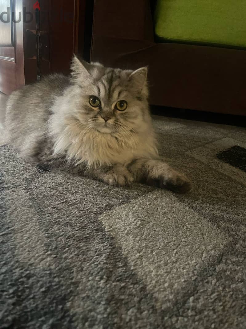 Himalayan tiger cat 2