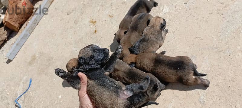 malinois puppies 2