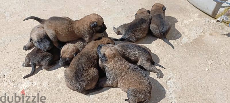 malinois puppies 3