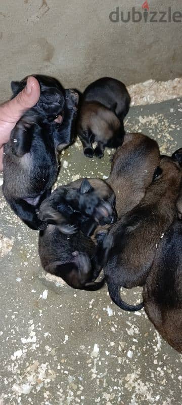 malinois puppies 4