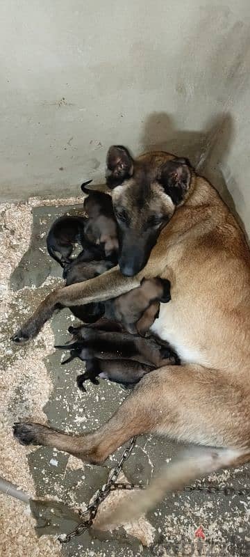 malinois puppies 5