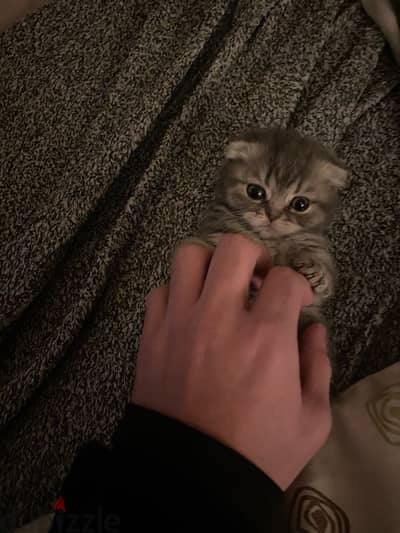 Scottish fold kitten