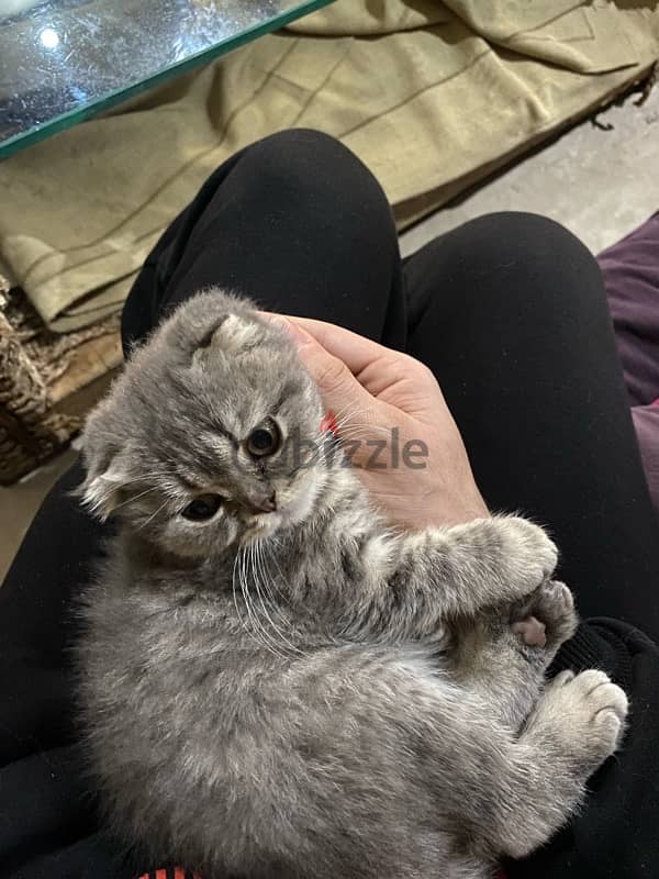 Scottish fold kitten 2