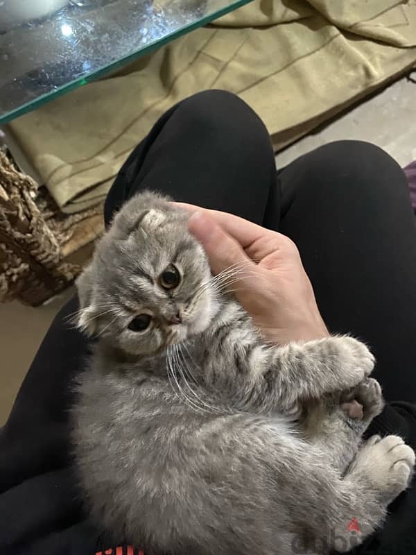 Scottish fold kitten 3