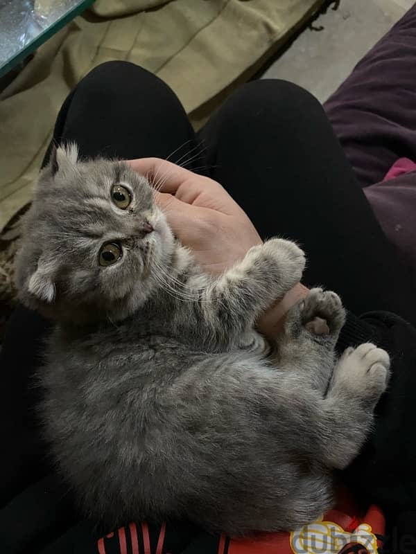 Scottish fold kitten 4