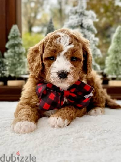 Imported Mini Goldendoodle pure breed puppy available/Dog كلب Delivery