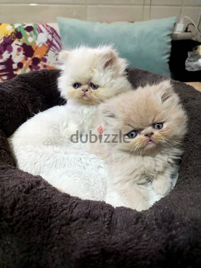 kittens cel70223131