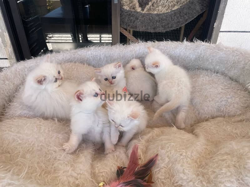 kittens cel70223131 3