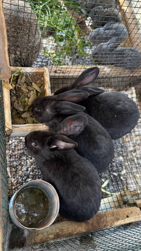 أرانب عملاقة فلاميش وبابيون Rabbit bunnies Flemish & Papillion 13