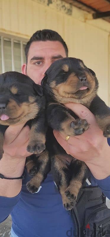 rottweiler giant 2