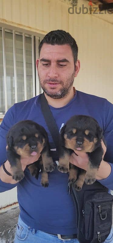 rottweiler giant 3