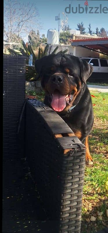 rottweiler giant 4