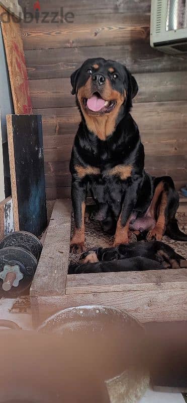 rottweiler giant 6