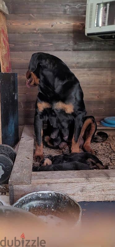 rottweiler giant 7