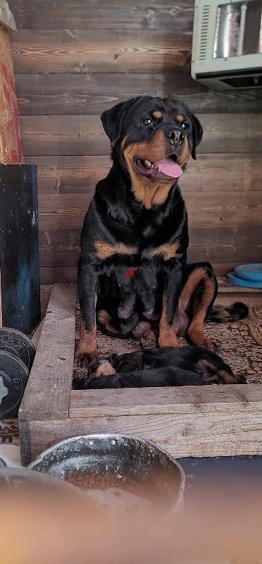 rottweiler giant 8