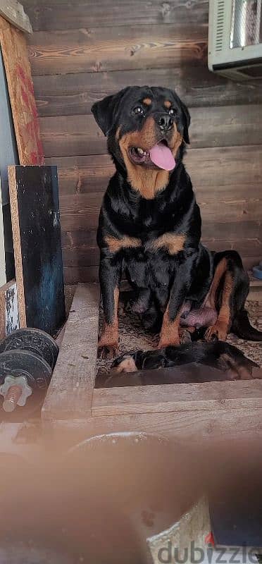 rottweiler giant 9