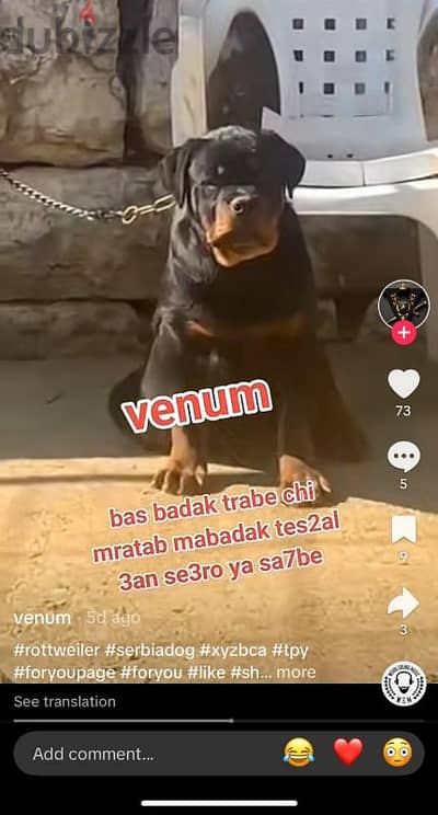 rottweiler blood serbian