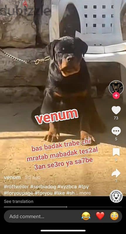 rottweiler blood serbian 0