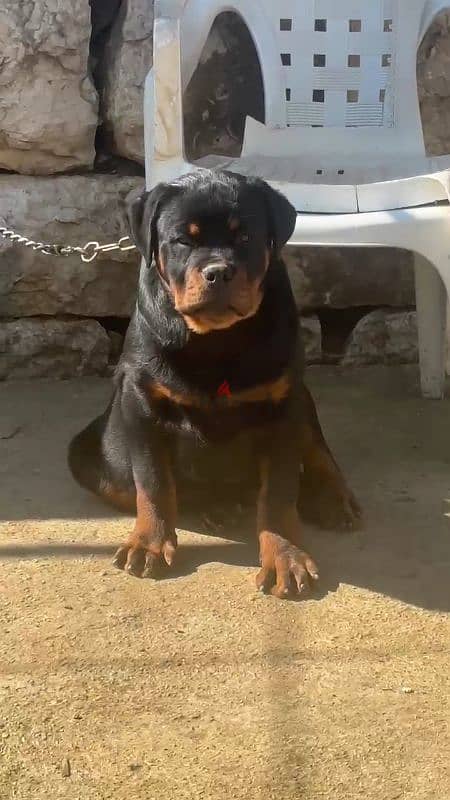 rottweiler blood serbian 1