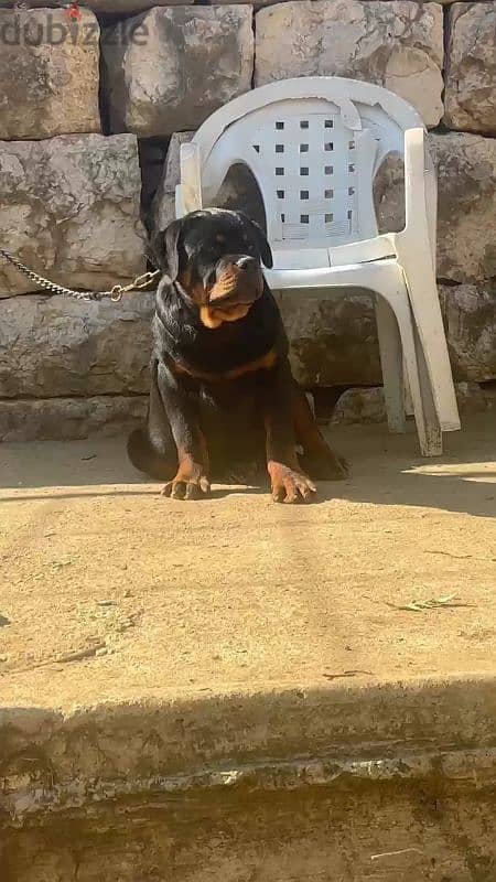 rottweiler blood serbian 3