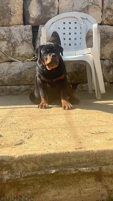 rottweiler blood serbian 4