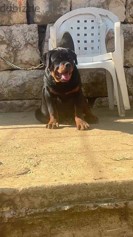 rottweiler blood serbian 5