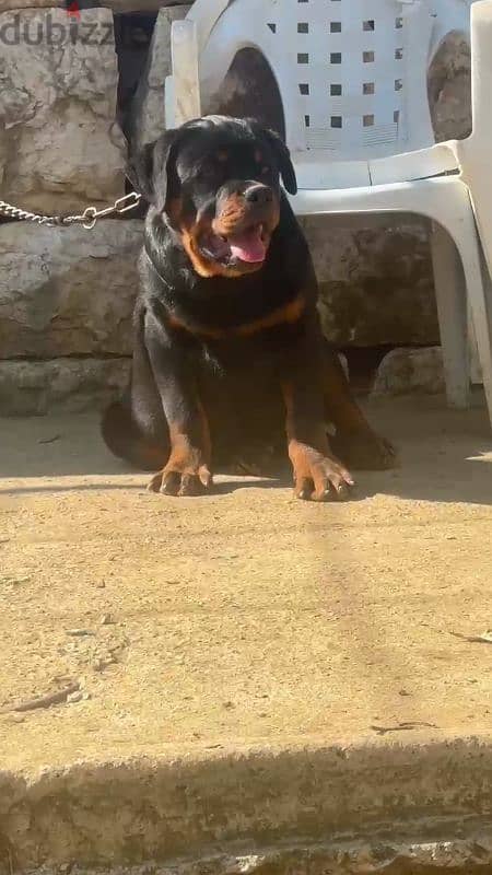 rottweiler blood serbian 6