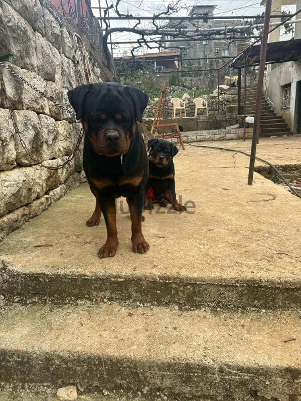 rottweiler blood serbian 9