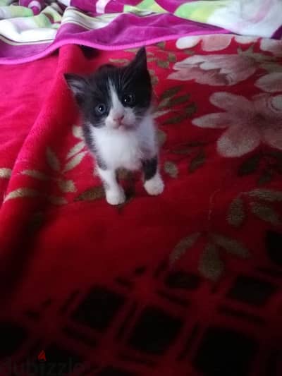 kittens for adoption FREE