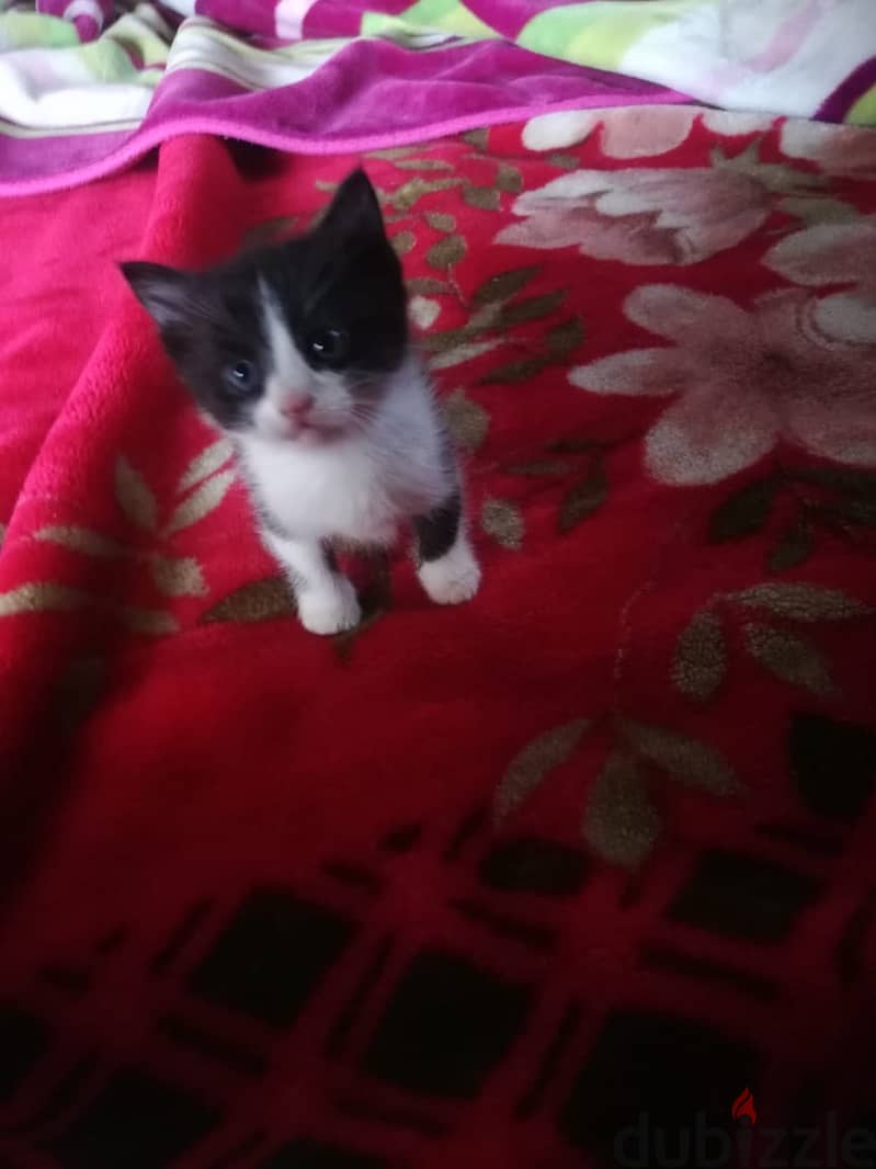 kittens for adoption FREE 1