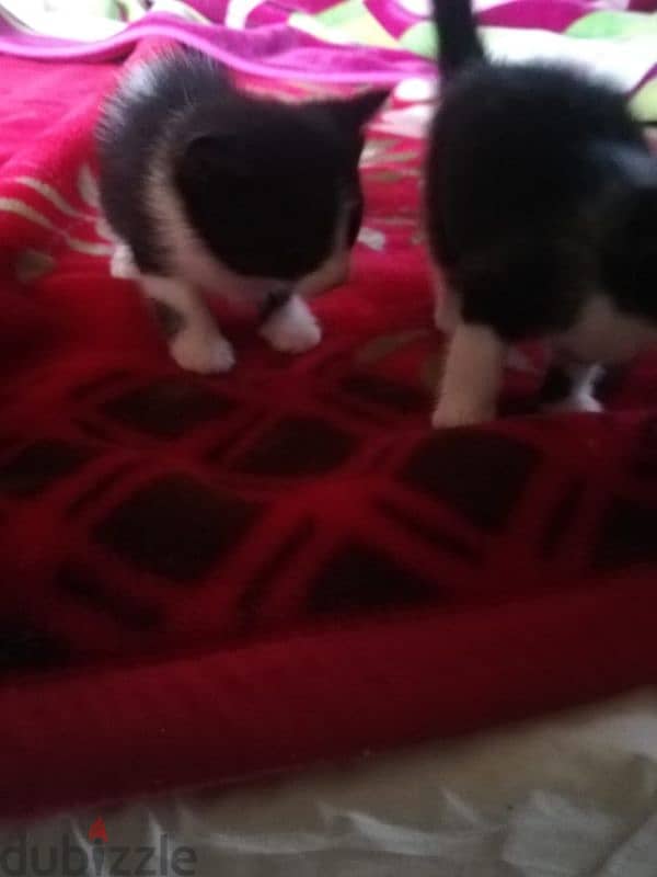 kittens for adoption FREE 4