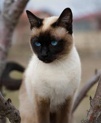 himalayan cat