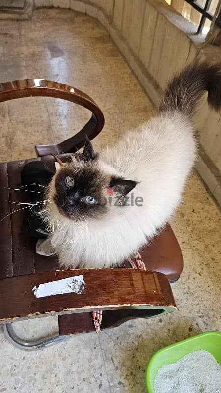 himalayan cat 1