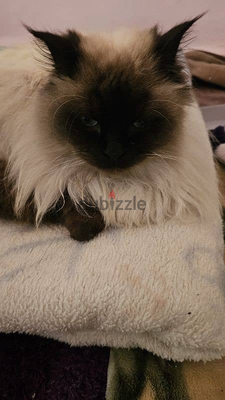 himalayan cat 3