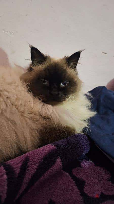 himalayan cat 4