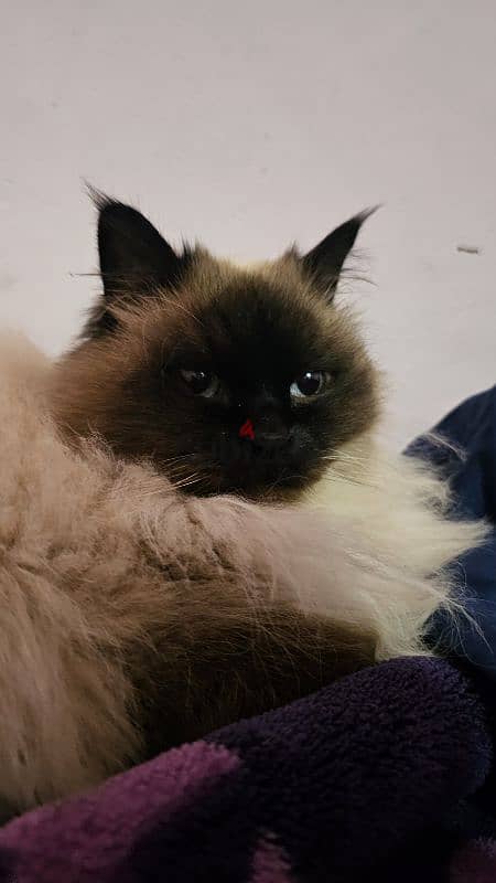 himalayan cat 5