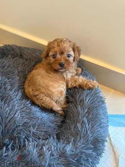 2 Month Old Maltipoo Puppy with all his stuff