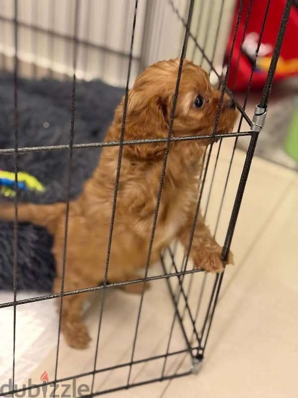 2 Month Old Maltipoo Puppy with all his stuff 1