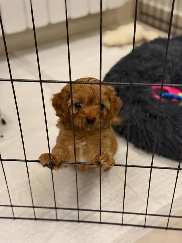 2 Month Old Maltipoo Puppy with all his stuff 2