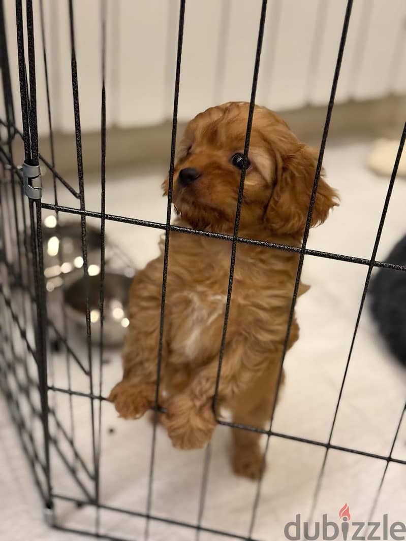 2 Month Old Maltipoo Puppy with all his stuff 3